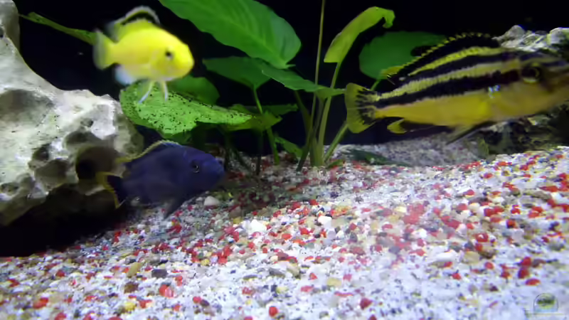 Aquarium Fisch-TV für meiner Tochter von Markus Fressner (7)