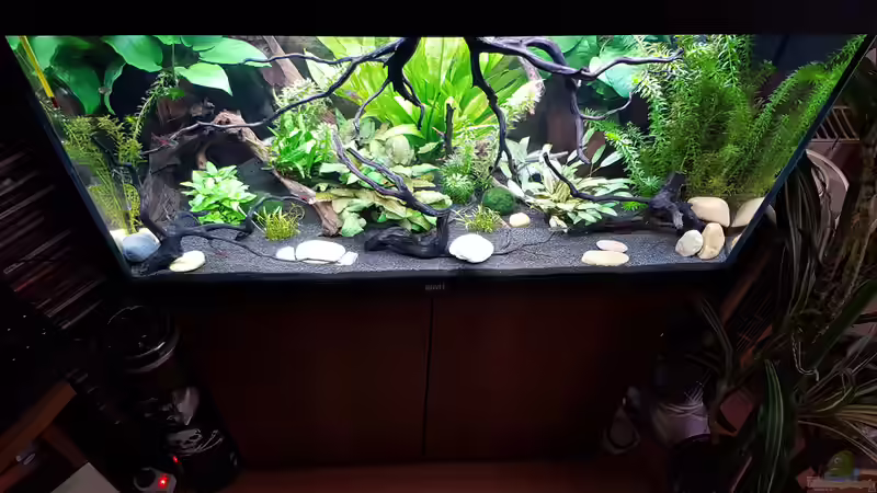 Aquarium Fischmotel &quot;Südamerika und mehr&quot; von MADNESS1.0 (10)