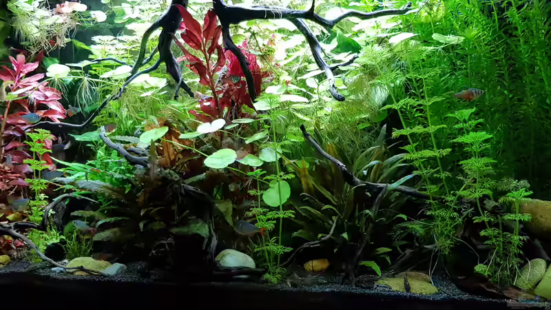 Aquarium Fischmotel &quot;Südamerika und mehr&quot; von MADNESS1.0 (2)