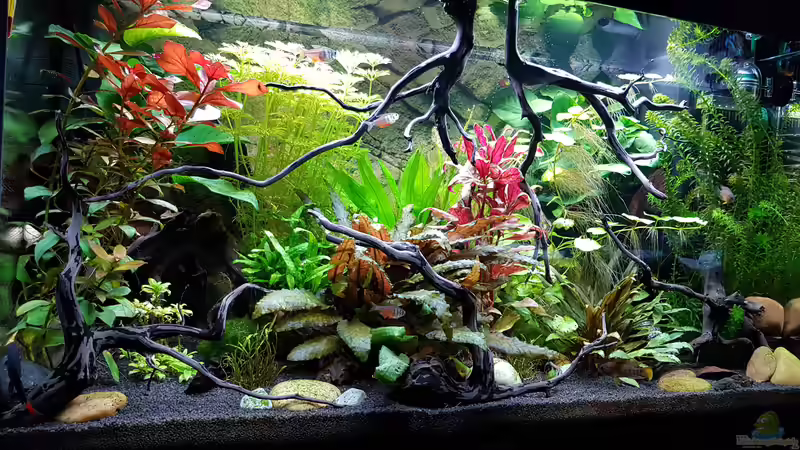 Aquarium Fischmotel &quot;Südamerika und mehr&quot; von MADNESS1.0 (3)