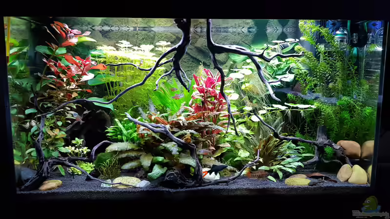 Aquarium Fischmotel &quot;Südamerika und mehr&quot; von MADNESS1.0 (4)