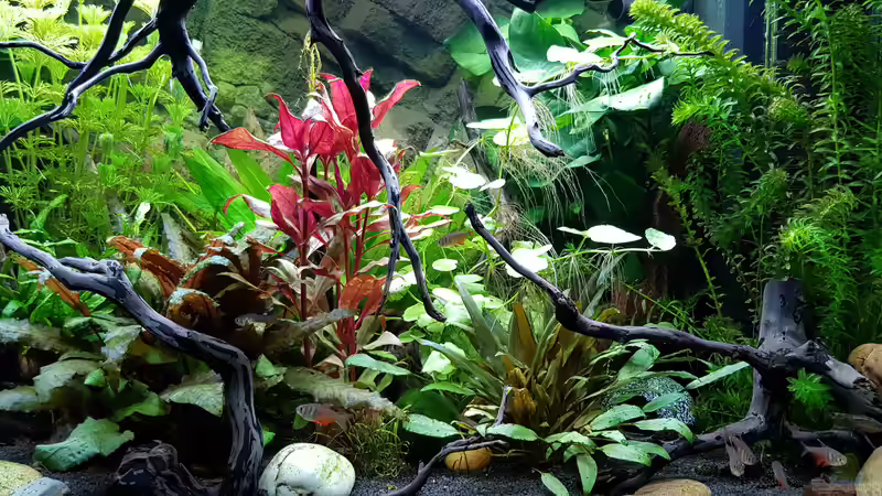 Aquarium Fischmotel &quot;Südamerika und mehr&quot; von MADNESS1.0 (5)