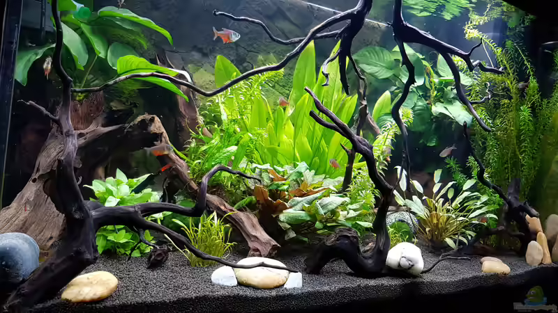 Aquarium Fischmotel &quot;Südamerika und mehr&quot; von MADNESS1.0 (7)