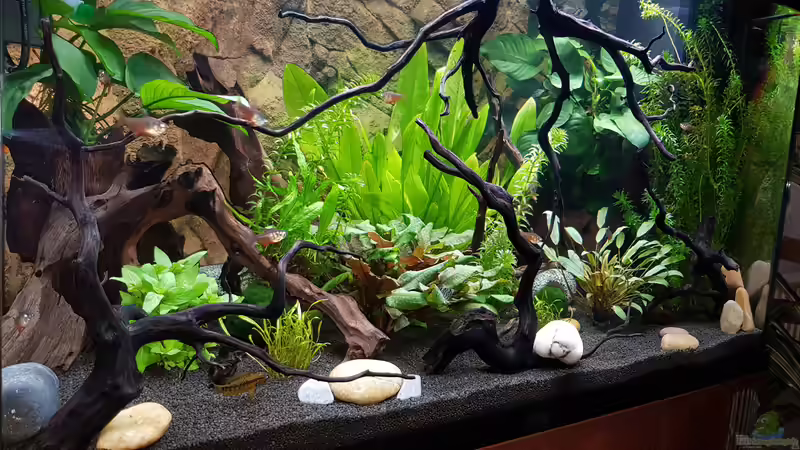 Aquarium Fischmotel &quot;Südamerika und mehr&quot; von MADNESS1.0 (8)