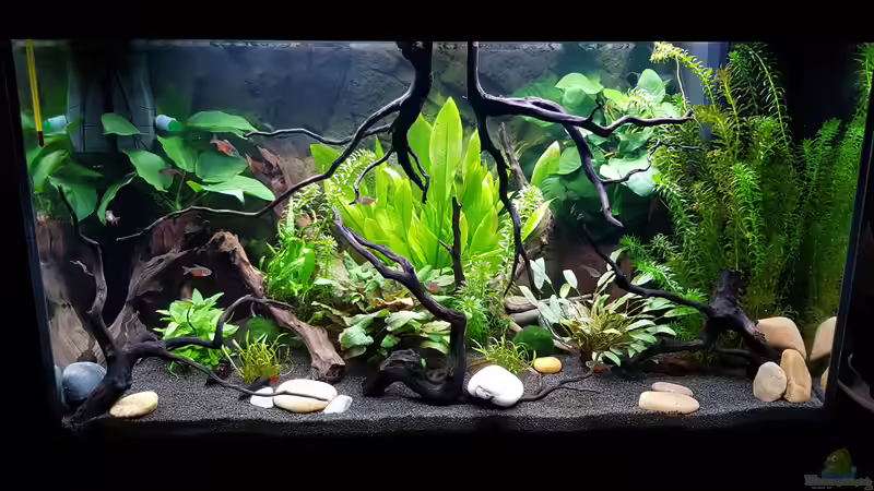 Aquarium Fischmotel &quot;Südamerika und mehr&quot; von MADNESS1.0 (9)