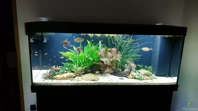 Aquarium Fischsuppe 450 von Andi84 (13)