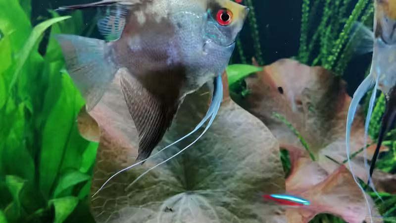 Aquarium Fischsuppe 450 von Andi84 (18)