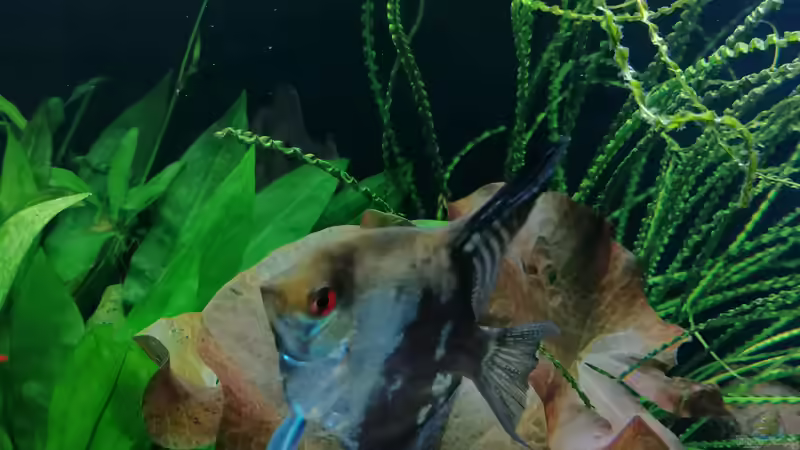 Aquarium Fischsuppe 450 von Andi84 (19)