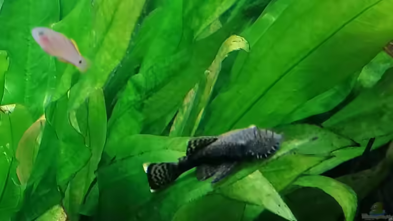 Aquarium Fischsuppe 450 von Andi84 (21)