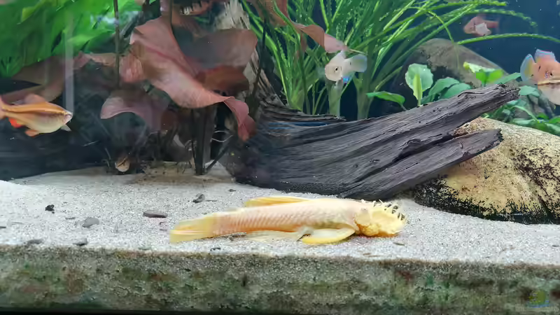 Aquarium Fischsuppe 450 von Andi84 (5)