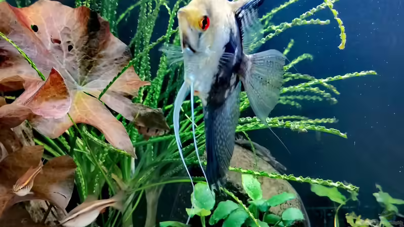 Aquarium Fischsuppe 450 von Andi84 (6)