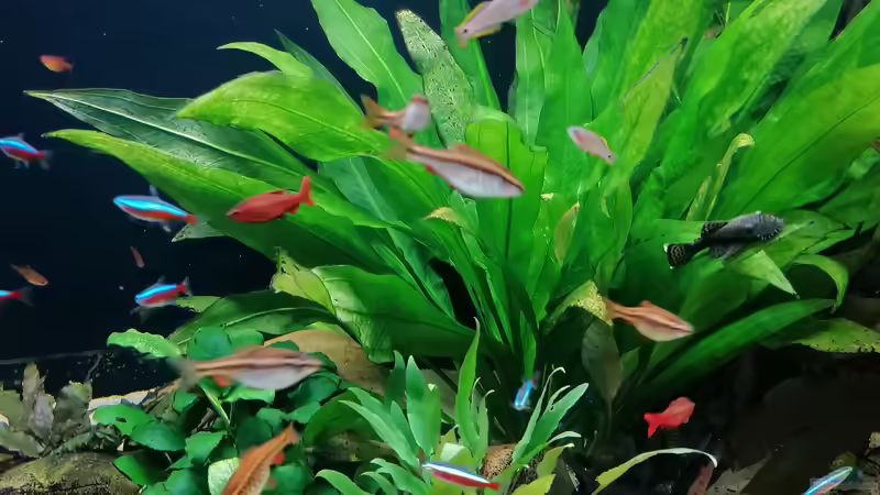 Aquarium Fischsuppe 450 von Andi84 (9)