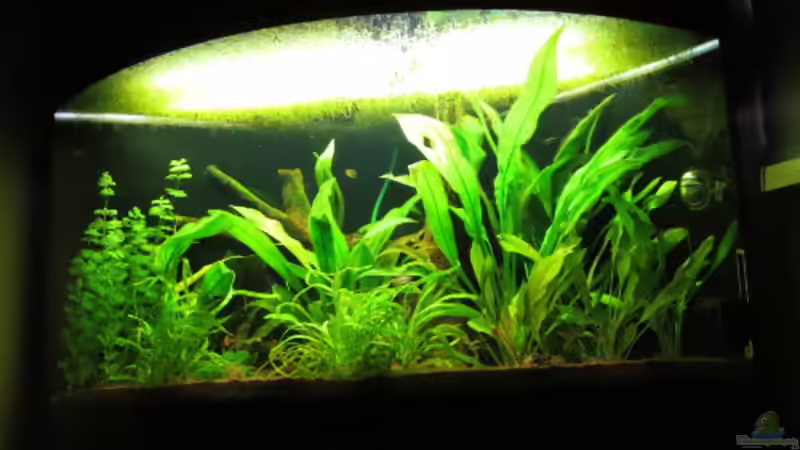 Aquarium Fischsuppe mal anders Trigon190 Eckbecken von Phantom (4)