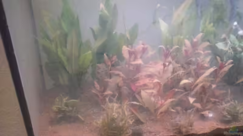 Aquarium Fischtümpel von Schnaeuf (6)