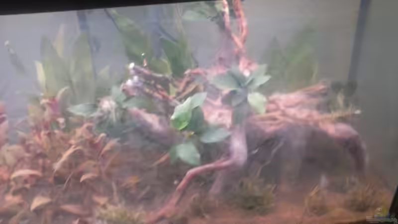 Aquarium Fischtümpel von Schnaeuf (7)