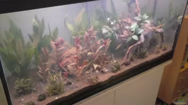 Aquarium Fischtümpel von Schnaeuf (8)