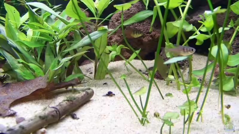 Aquarium Fish and Shrimp (aufgelöst April 2018) von Hamstermaus (2)