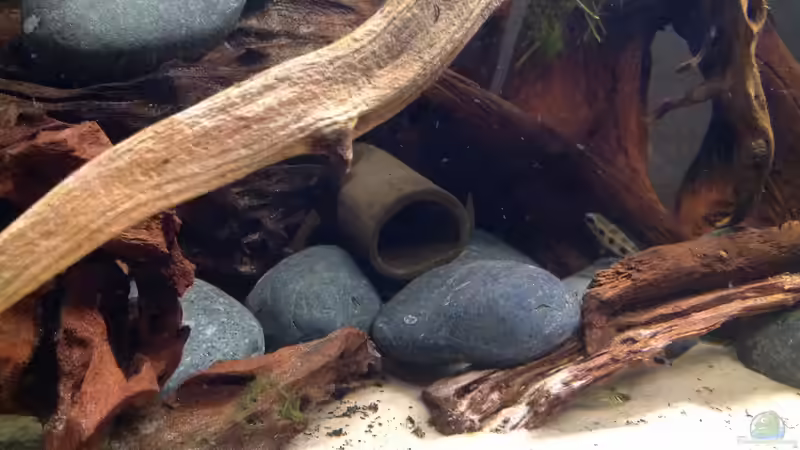 Aquarium Flachwasser Welsbiotop von Amamazonas Diskus (2)