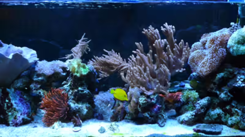 Aquarium Flev´s MeWa Tank von Flevus (5)