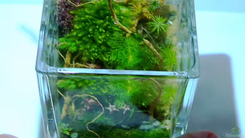 Aquarium Flower von Fredo Fuss (2)