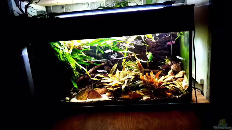 Aquarium Flowing Asian River von Leon (10)