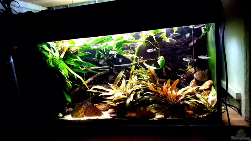 Aquarium Flowing Asian River von Leon (11)