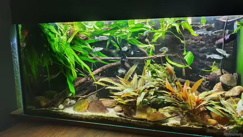 Aquarium Flowing Asian River von Leon (12)