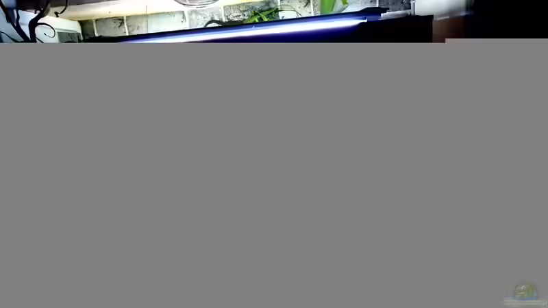 Aquarium Flowing Asian River von Leon (13)