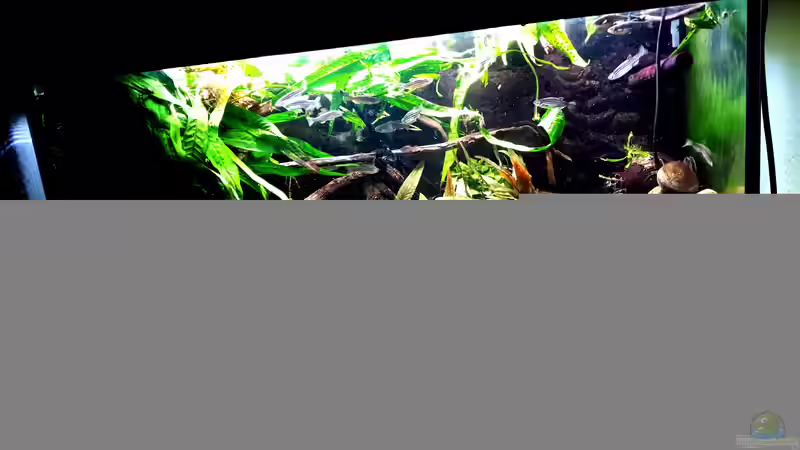 Aquarium Flowing Asian River von Leon (14)