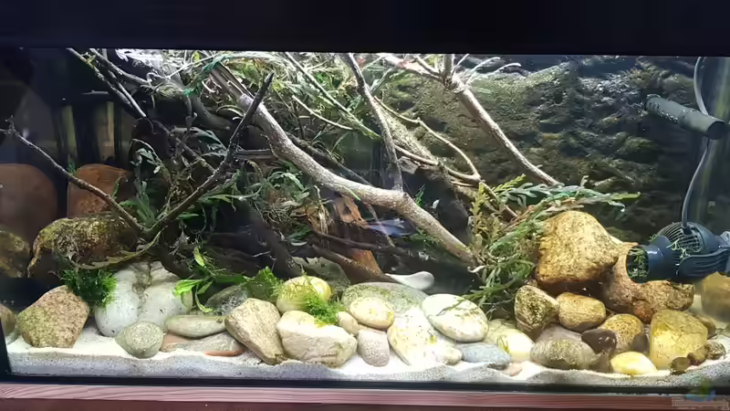 Aquarium Flowing Asian River von Leon (2)