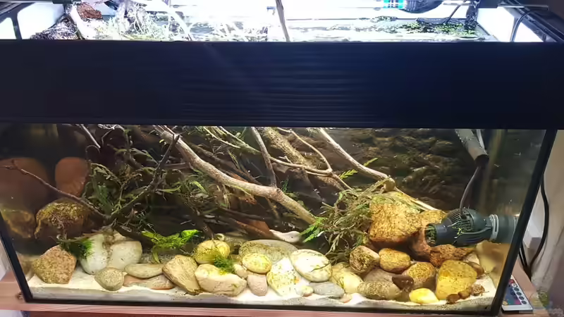 Aquarium Flowing Asian River von Leon (5)