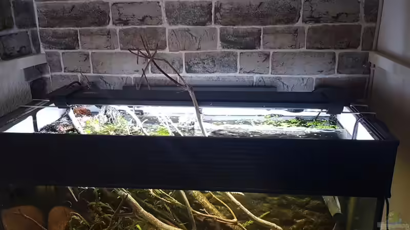 Aquarium Flowing Asian River von Leon (7)