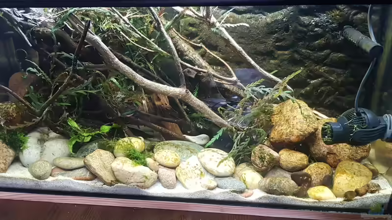 Aquarium Flowing Asian River von Leon (8)