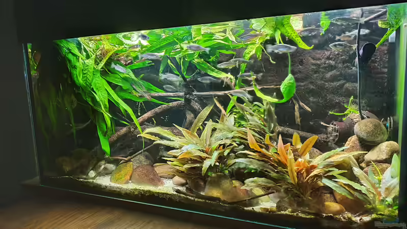 Aquarium Flowing Asian River von Leon (9)