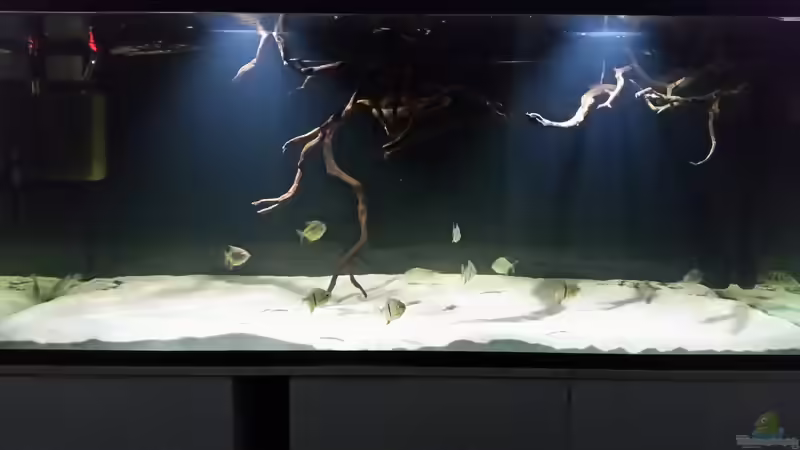 Aquarium Fluss-Monster (Nur noch als Beispiel) von Bernd N. (10)