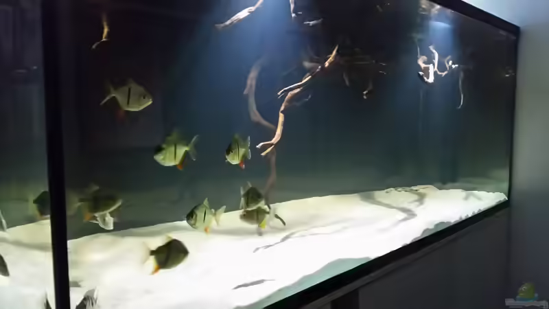 Aquarium Fluss-Monster (Nur noch als Beispiel) von Bernd N. (14)