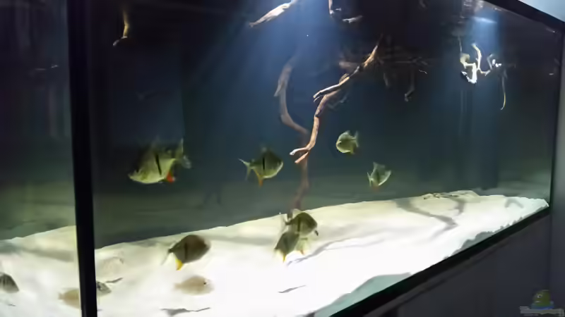 Aquarium Fluss-Monster (Nur noch als Beispiel) von Bernd N. (15)