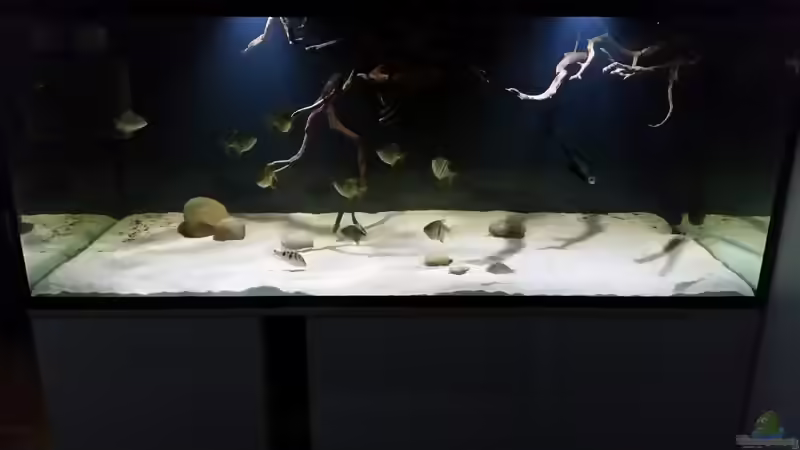 Aquarium Fluss-Monster (Nur noch als Beispiel) von Bernd N. (17)