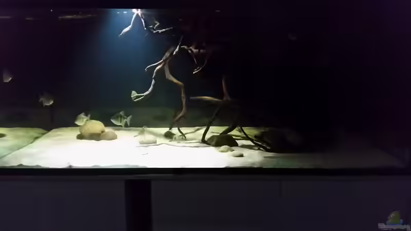 Aquarium Fluss-Monster (Nur noch als Beispiel) von Bernd N. (22)