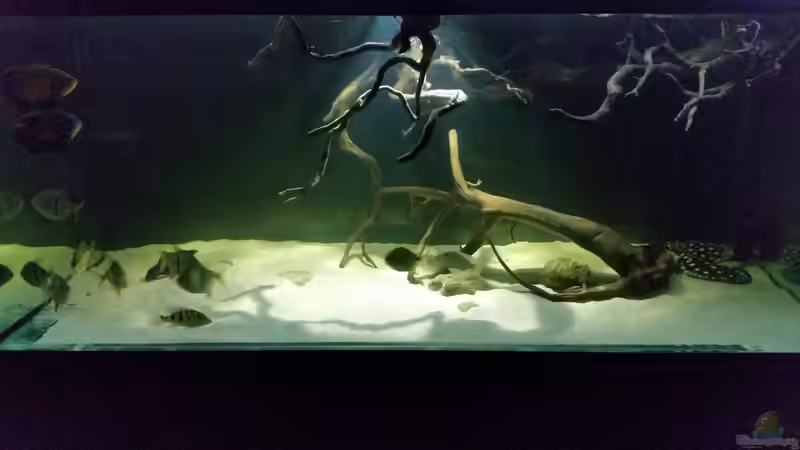 Aquarium Fluss-Monster (Nur noch als Beispiel) von Bernd N. (32)