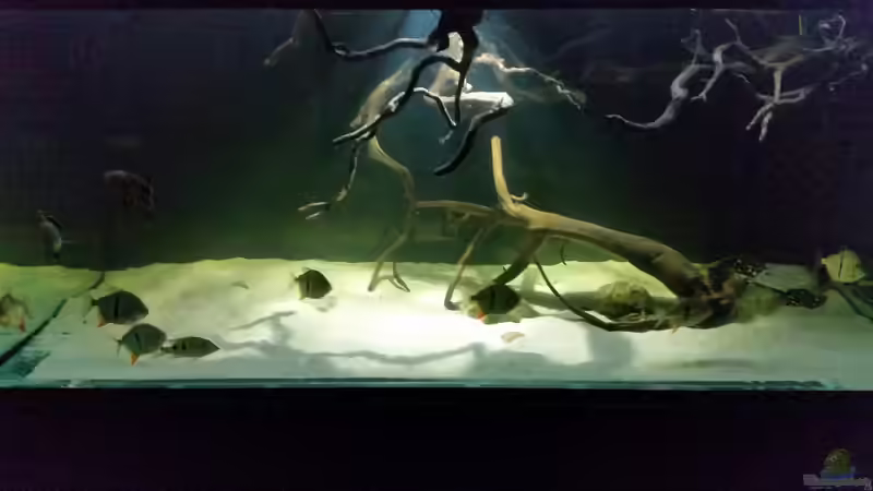 Aquarium Fluss-Monster (Nur noch als Beispiel) von Bernd N. (33)