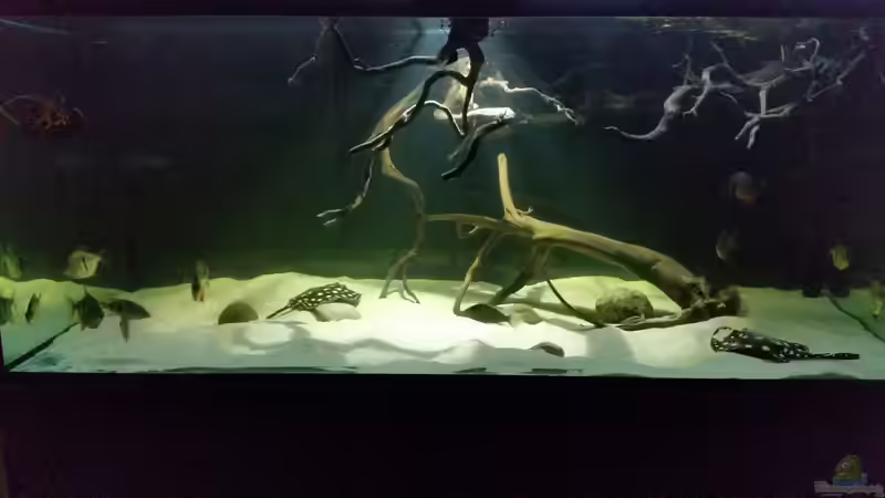 Aquarium Fluss-Monster (Nur noch als Beispiel) von Bernd N. (34)