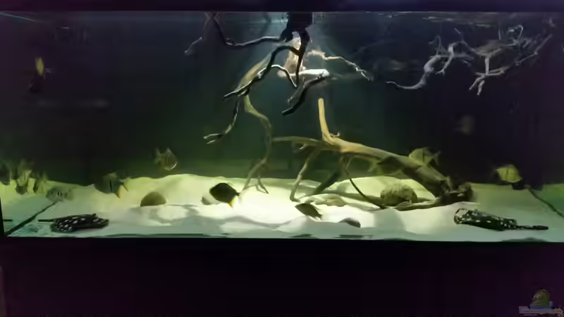 Aquarium Fluss-Monster (Nur noch als Beispiel) von Bernd N. (35)