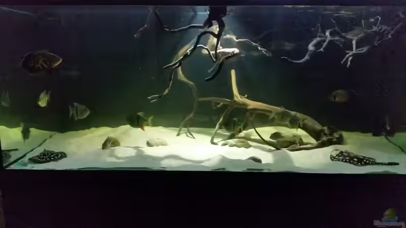 Aquarium Fluss-Monster (Nur noch als Beispiel) von Bernd N. (36)