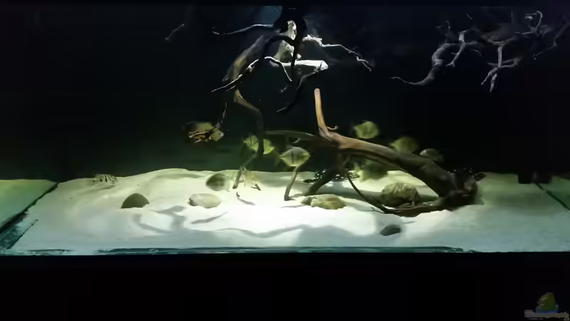 Aquarium Fluss-Monster (Nur noch als Beispiel) von Bernd N. (38)