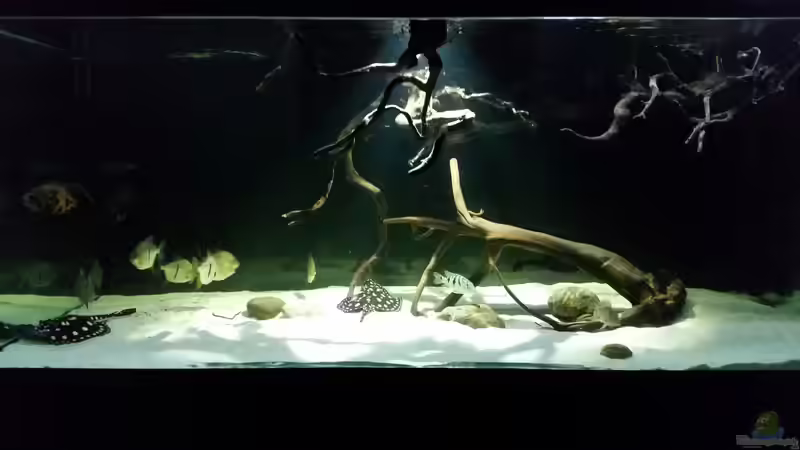 Aquarium Fluss-Monster (Nur noch als Beispiel) von Bernd N. (40)