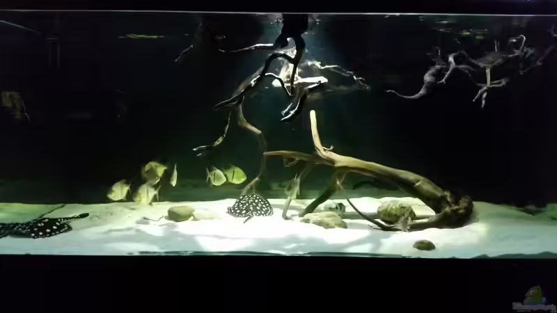 Aquarium Fluss-Monster (Nur noch als Beispiel) von Bernd N. (42)