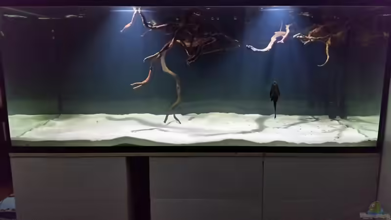 Aquarium Fluss-Monster (Nur noch als Beispiel) von Bernd N. (7)