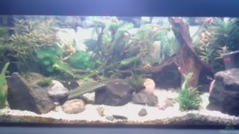 Aquarium Flussbecken/Strömungsbecken - 300Liter von Gin (3)