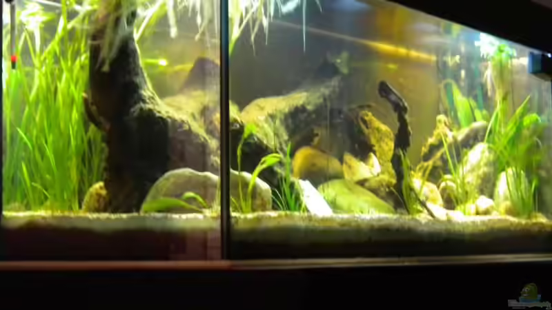 Aquarium Flusslauf  Nur noch als Bsp. von Benjamin Hamann (2)